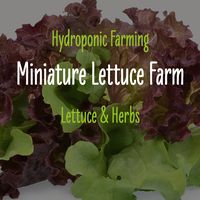 miniaturelettucefarm
