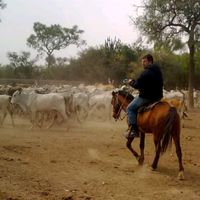 ganadero.agro
