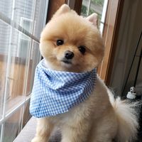 bearthepompuppy