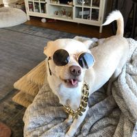 frankie_the_chihuahua