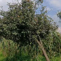 original sound - soloboydepaso