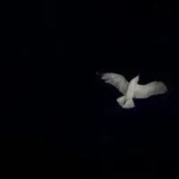 original sound - llovin15