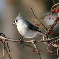 เสียงต้นฉบับ - kobkob