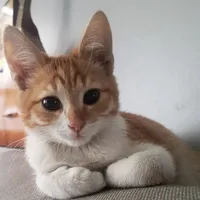 original sound - roygatell