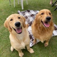 sofinretriever
