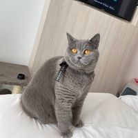 mitzy20220