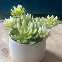 plant.lixen