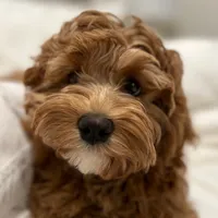 original sound - cockapoo.ellie