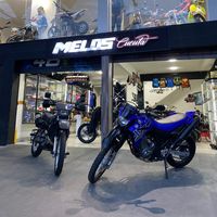 meloscucuta_