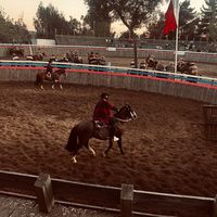 nicolascortes449