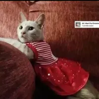 original sound - gringatravesuras