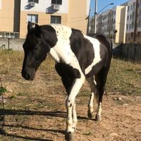 joaovitor67402