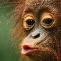 original sound - g0r4t4_