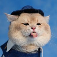 kiwibritishcat
