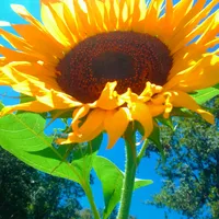 original sound - rosy.castillo60