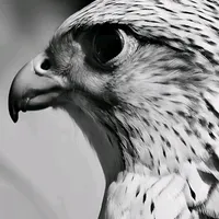 original sound - e218.ly