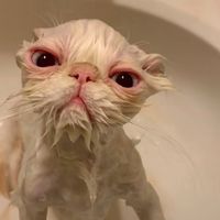 musicallykitty123