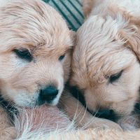 cute._dogs._