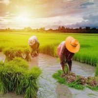 suara asli - LambeTani