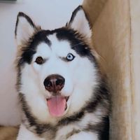 akirahusky22