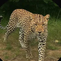 original sound - dailydose_safari