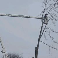 kevins_tree_service