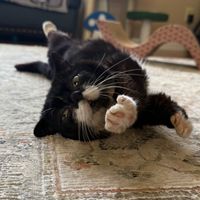 frankboi420