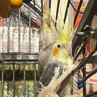 2cute2cockatiels