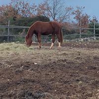 horse..girl..equestrian