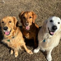 lmgoldens2