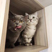 原聲 - 汪喵動物星球