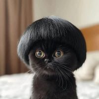 original sound - leonardo😾