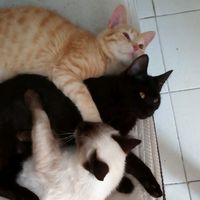 jiji_fofadragro