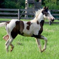 thepaintedacresranch