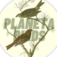 planeta_birds