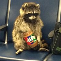 why did so many people use this sound