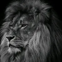 original sound - jhow.stonks