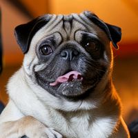 umpugnoseudiadia