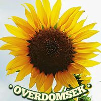 suara asli - OVERDOMSEK