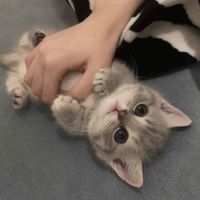 ily