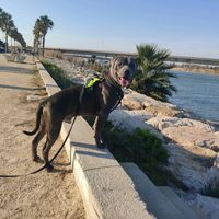 korso_pitbullblue