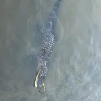 original sound - santiago72080