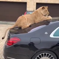 original sound - kievbaza