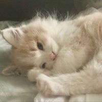 оригінальний звук