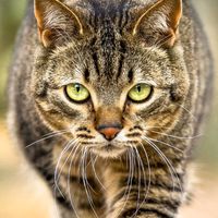 оригінальний аудіозапис