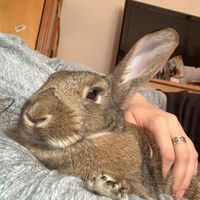 sinsithebunny