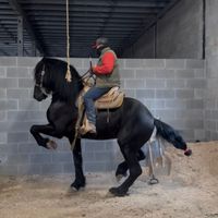 caballosbailadores16