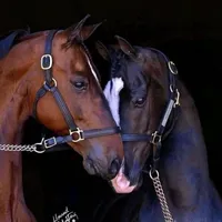 original sound - ericklicenciado0