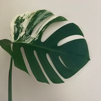 peacefulplantstok