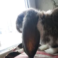 original sound - _vasile_ionut_